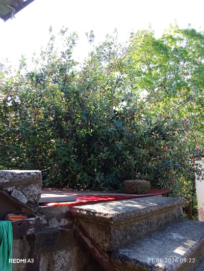 The image shows a dense, leafy green bush with small red flowers, possibly feijoa, in the foreground. The bush is situated behind a series of concrete structures that appear to be steps or a tiered platform. These concrete elements are weathered and show signs of age, with some chipping and staining. In the lower left of the image, a piece of green fabric is visible, draped over a metal beam. To the right of the concrete steps, a red surface is visible, possibly a painted metal plate. The background is dominated by the bright sky, suggesting daylight, and the upper parts of trees with green foliage. The scene is outdoors, and the overall impression is of a somewhat overgrown, utilitarian area, likely in a residential or garden setting. The timestamp on the bottom right of the image indicates "21.06.2026 09:22", and the text "REDMI A3" is in the bottom left corner, indicating the device used to capture the photo. The location is specified as Pshap, Abkhazia.