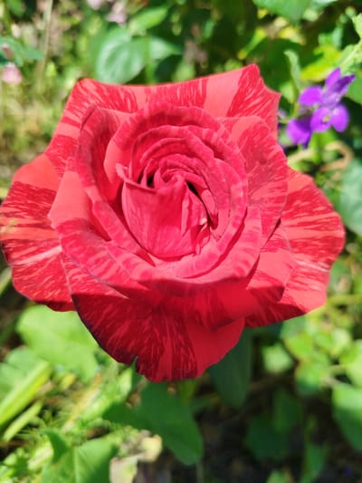 A close-up, top-down view of a bi-colored red and pink striped rose is presented. The rose is in full bloom, with its petals unfurling in a spiral pattern towards the center. The stripes on the petals are a deep red against a lighter pink base. The background is a blur of green foliage, with a small purple flower visible to the right of the rose. The lighting suggests it is a sunny day. The photograph appears to be taken outdoors, likely in a garden. There are no people or specific man-made structures visible in the image. The location is Ceadîr-Lunga, Moldova.