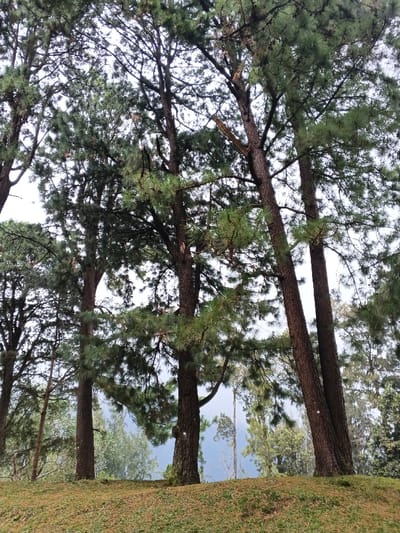A cluster of pine trees dominates the scene, their dark trunks rising from a grassy mound. Branches extend upward, creating a dense canopy of green needles against a pale sky. Mist or fog obscures the background, lending an ethereal quality to the landscape. Hints of other trees and vegetation peek through, adding depth to the hazy vista.