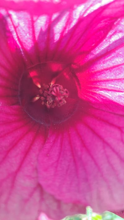 A close-up, low-angle shot captures the vibrant pink interior of a flower. The petals fan outwards, showing delicate veining and a soft focus that blurs the edges. In the center of the bloom, a cluster of stamens with tiny, reddish-brown anthers is visible. The lighting creates a bright, almost ethereal glow. This image was taken in Kruengjuli Timu, Indonesia.