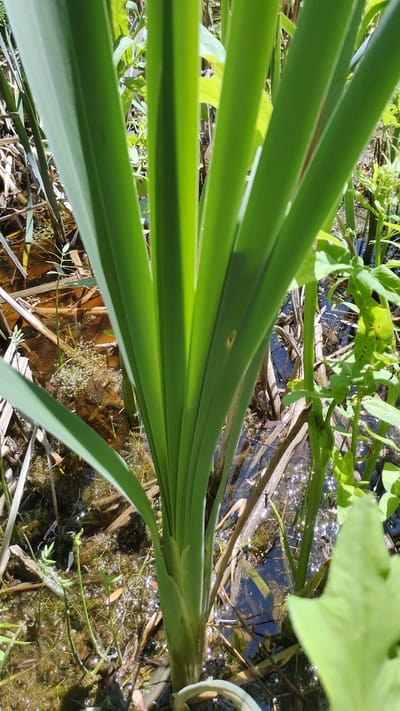 The image is a close-up, low-angle shot of tall, green, sword-like leaves of a plant growing in shallow, murky water. The leaves dominate the foreground, fanning out from a central stalk. The water's surface is dappled with sunlight and reflects the surrounding vegetation. The environment appears to be a natural setting, likely a pond or wetland, with other green plants and some dried reeds visible in the background. The image does not contain any people or specific identifiable landmarks. The location in Mikhaylovka, Russia, is not visually represented within the photograph itself.