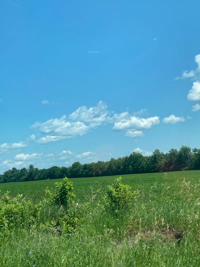 The image depicts a vast, green agricultural field under a bright blue sky dotted with scattered white clouds. A line of dense, dark green trees forms a horizon across the middle ground of the image, separating the field from the sky. In the foreground, taller, wilder green vegetation and grasses grow, interspersed with some small purple wildflowers. The scene appears to be in a rural or semi-rural setting, likely a farm or natural landscape. The location is identified as Saint-André-Avellin, Canada.