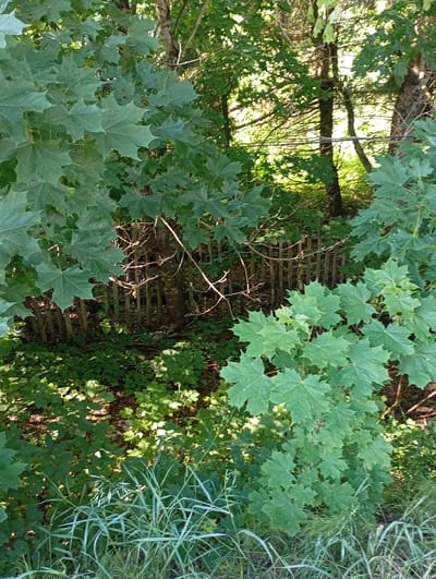 This is a vertical, medium-shot photograph of a dense, sun-dappled forest scene. The foreground is dominated by large, green maple leaves on the left and bottom right. These leaves are characteristic of a maple tree, with their palmate shape and serrated edges. In the middle ground, a rustic, light-brown wooden fence is visible, constructed from vertical stakes spaced closely together. Behind the fence, the forest floor is covered in smaller green plants and foliage, with areas of shadow and bright sunlight. Several tree trunks, varying in thickness and color, rise through the scene, with some showing rough bark. The background is a blur of green leaves and dappled light, suggesting more trees and vegetation. Thin, dry branches with a light brown hue extend across the middle ground, adding to the natural, slightly wild aesthetic of the scene. Long, thin blades of grass with a pale green and white coloration are prominent in the very bottom of the frame, indicating the edge of a meadow or open area bordering the woods. The lighting suggests it is daytime, with the sun filtering through the canopy, creating areas of bright highlights and deep shadows. The overall impression is one of a tranquil, natural woodland setting, possibly in the countryside, given the fence and untamed greenery. No people or animals are visible, and there is no discernible text in the image.