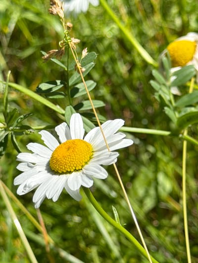 The image depicts a close-up natural scene, likely a field or meadow, located in Saguramo, Georgia. The primary subject is a common white daisy, centrally positioned in the lower-mid frame. It features numerous elongated white ray petals radiating from a prominent, textured yellow disc floret center. The petals exhibit slight irregularities and some minor damage on the left side. The daisy's green stem extends downwards and slightly to the right, mostly out of view.
Surrounding the daisy is a dense array of green foliage, predominantly out of focus, creating a soft bokeh effect. This includes various blades of grass, some thin and pale green, others darker. Several distinct plant elements are visible: In the upper-left quadrant, a dry, light brown grass seed head with small, clustered seeds is in sharper focus. A thin, coiling green tendril wraps around its stalk. Below this, compound leaves, possibly belonging to a clover or vetch species, are visible, casting distinct shadows. A prominent, slender yellowish-brown stalk runs diagonally from the upper-center towards the lower-right, passing behind the central daisy. In the upper-right portion of the frame, a second daisy is partially visible, highly out of focus, identifiable by its blurred yellow center and hints of white petals.
The scene is illuminated by bright, natural daylight, evidenced by the strong highlights on the daisy's petals and the shadows cast by the surrounding leaves, indicating a clear, sunny environment. There are no human figures or active interactions depicted.