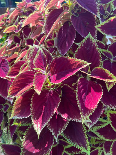 The image shows a close-up view of a cluster of Coleus plants with red and green leaves. The leaves are serrated along the edges with a vibrant green border. The main body of the leaves is a deep red. The lighting creates shadows and highlights on the leaves, emphasizing their texture. The location is Sinduagung, Indonesia.