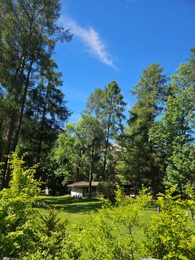The image depicts a serene outdoor scene in Ponte di Legno, Italy. In the foreground, lush green foliage dominates, with several small trees and bushes showing vibrant green leaves. Beyond the immediate vegetation, a well-maintained grassy area stretches out, dotted with a few scattered grey stones.

Nestled within this green expanse is a small, single-story building with a white facade and a brown, tiled roof. The building appears to be a modest structure, possibly a garden shed or a small pavilion. To the left and right of the building, glimpses of additional structures with brown roofs and darker walls can be seen, suggesting a larger complex or more buildings within the property.

The background is characterized by a dense forest of tall trees, primarily evergreens and deciduous trees, their green canopies creating a natural backdrop. The sky above is a clear, vibrant blue with a few wisps of white clouds. The overall impression is one of tranquility and natural beauty, characteristic of a peaceful rural or semi-rural setting in the Italian Alps. There are no people visible in the image, and the scene appears to be captured on a bright, sunny day.