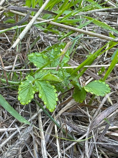 The image depicts a close-up, ground-level view of a small green plant with serrated leaves, likely a wild strawberry plant, covered in numerous dew drops. The plant is situated amidst dry, brown grass and straw, with some fresh green grass blades interspersed. The lighting suggests an outdoor setting, possibly in the morning or after rain, with soft, diffused light. The image does not contain any people, buildings, or any recognizable urban features that would indicate a specific location within the city of Gory, Russia. The focus is entirely on the natural details of the plant and its immediate surroundings.