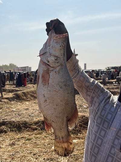 An outdoor scene in Kokani North, Nigeria, depicts a dark-skinned individual's hand, wearing a light-colored, patterned long-sleeved garment, holding a large, pale-scaled fish vertically by its head. A dark metal spike pierces the fish's upper jaw, and its mouth is open. The fish displays reddish tints on its fins and dirt on its tail. The ground directly beneath is dry, light brown soil interspersed with dried straw-like vegetation. In the mid-ground and background, numerous blurred figures, dressed in various attires, populate a busy open-air market. Vehicles and rudimentary structures are visible in the distant background under a clear, bright sky, indicative of a sunny day in a dry environment.