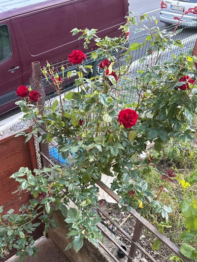 A high-angle medium shot captures a rose bush with vibrant red roses and green leaves, growing outdoors next to a maroon van and a light silver car with a license plate "CB 0380 MX". The scene appears to be in a residential or industrial area, potentially in the city of Anton, Bulgaria, given the context. A metal fence runs horizontally across the middle of the frame, separating the rose bush from a paved area and some grassy patches. The overall impression is one of natural beauty juxtaposed with urban elements.