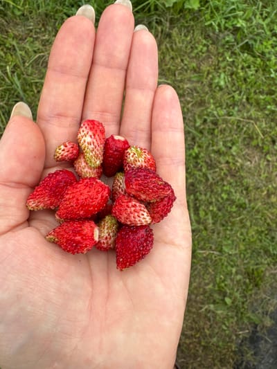A close-up, top-down shot shows a person's left hand cupped open, holding a pile of wild strawberries. The strawberries are small, roughly conical in shape, and vary in color from bright red to pale green at the tips. Their surfaces are textured with small seeds. The hand is fair-skinned, with visible fingerprints and well-maintained fingernails. The background is out of focus, revealing a grassy area with patches of dirt, suggesting an outdoor, natural setting. There is no identifiable urban landscape or specific features that would indicate the city of Krasny Klyuch, Russia. The image primarily focuses on the hand and the harvested berries.
