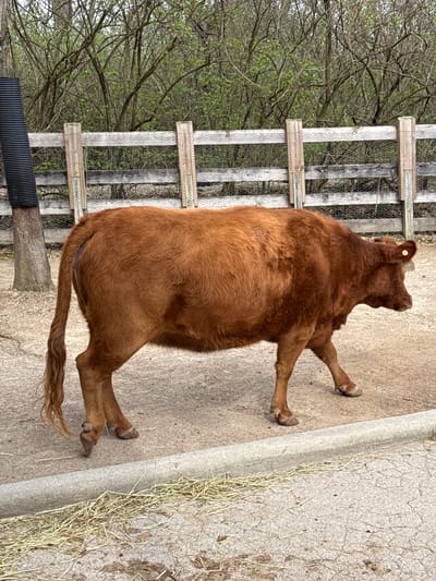 The image shows a large, brown cow standing on a concrete surface next to a curb. The cow is positioned near a wooden fence, behind which are trees with sparse foliage. The ground is a mix of concrete and dirt, with scattered hay. The cow has a tag on its ear. The location is Powell, United States of America.