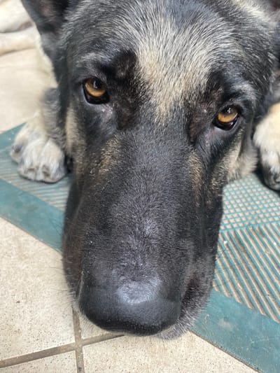 The image shows a close-up of a German Shepherd dog lying down. The dog's head fills most of the frame, with its eyes and snout prominently visible. Its fur is a mix of black, gray, and tan. The dog is lying on a textured surface, possibly a mat or rug, which is a greenish-blue color. The background appears to be a tiled floor. The image does not contain any information about the city of Межводненское сельское поселение, Ukraine.