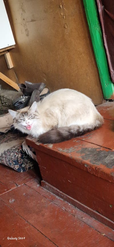 A fluffy, light-colored cat with dark tabby markings on its tail and face is captured in a candid shot, yawning widely. The cat is lying on its side on a reddish-brown wooden surface, which appears to be a step or bench, positioned atop a patterned rug. In the background, a textured, brown wall is visible, with a section of vibrant green trim on the right. Scattered footwear, including a pair of dark athletic shoes and sandals, are present on the floor near the cat. The floor itself is made of worn, reddish-brown wooden planks, showing signs of age and dust. The overall environment suggests an outdoor or rustic indoor setting. The image includes a timestamp watermark in the bottom left corner that reads "Galaxy S22+". The location is specified as Myski, Russia.