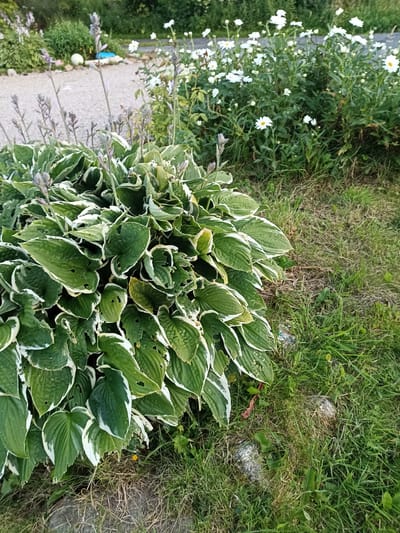 The image depicts an outdoor scene in Harley Court, Ireland. In the foreground, a large hosta plant with variegated green and white leaves dominates the left side of the frame. The leaves show some signs of damage, with small holes and torn edges. To the right of the hosta, a patch of dry, yellowish-brown grass is visible, interspersed with some green blades. Further back, a gravel path or driveway runs horizontally across the image, bordered by greenery. A clump of white daisies with yellow centers blooms abundantly in the middle ground, to the right of the path. Behind the daisies, more lush green foliage is present, suggesting a garden or naturalized area. The overall impression is of a slightly untidy, but natural, garden setting. There are no people or animals visible in the image. The lighting suggests it is daytime, possibly late afternoon or early evening given the shadows.