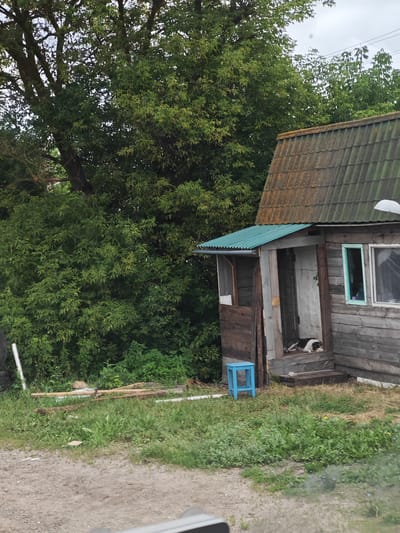 The image depicts a rustic wooden house in Yambirno, Russia, nestled against a backdrop of dense green foliage and a large tree. A dog, black and white in color, is resting on the wooden steps of the house's porch. To the left of the porch, a bright blue stool is placed on the grass. The house features a weathered wooden exterior and a roof made of green corrugated material, partially covered with rust-colored patches. A window with a light blue frame is visible on the side of the house. The ground in front of the house is a dirt path, with overgrown grass and some scattered wooden planks. The sky is overcast, suggesting a cloudy day.