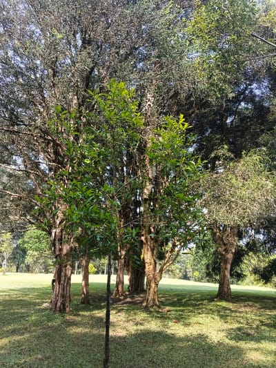 The image displays an outdoor scene featuring a cluster of trees on a grassy landscape, likely a park or open field, under bright natural light. The setting is Leuro, Timor-Leste.
In the foreground, a slender young tree with vibrant green leaves stands prominently in the center. Behind it, a group of mature trees with robust, textured brown trunks are arranged in a loose semi-circle. Their branches extend upwards, forming a dense canopy of foliage with varying shades of green, some appearing darker and more mature, others lighter and freshly sprouted. The sunlight filters through the leaves, casting intricate patterns of light and shadow across the ground.
The ground is covered in lush green grass, indicating a well-maintained or naturally fertile area. Patches of sunlight illuminate the grass, contrasting with the shaded areas directly beneath the trees. In the midground and background, further grassy expanses and more distant trees are visible, stretching towards the horizon under what appears to be a clear, bright sky.
The time of day is clearly daytime, likely mid-morning or early afternoon, given the strong, direct sunlight and distinct shadows cast by the trees. The weather is sunny and clear. There is no visible human activity or discernible text within the image. The scene evokes a sense of natural tranquility and verdancy.