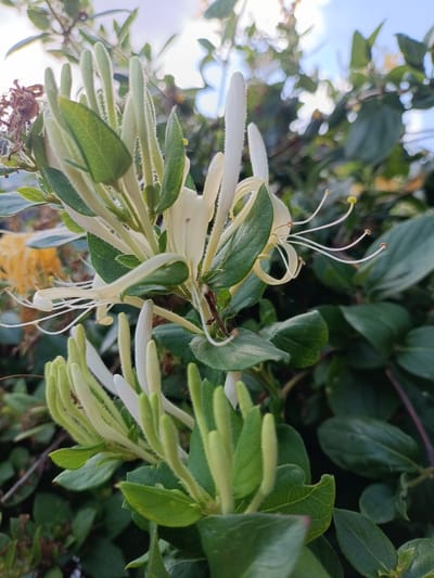 This is a close-up, low-angle, outdoor shot of honeysuckle flowers in Za Rodinu, Russia. The foreground features several clusters of honeysuckle flowers, some fully bloomed and creamy white, while others are still in bud, appearing as elongated, fuzzy green structures. Delicate, thread-like stamens with small yellow anthers extend from the open blossoms. The flowers are nestled amongst lush, dark green leaves, some of which have a lighter, variegated edge. In the background, more greenery and out-of-focus yellow flowers are visible, suggesting a garden or natural setting. The sky, visible in the upper right, appears bright blue with some soft white clouds, indicating it is daytime. There is no visible text.
