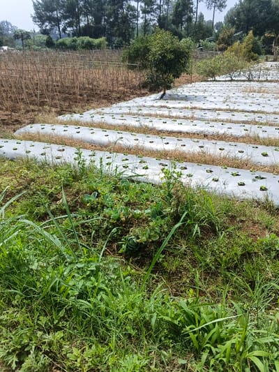 This image depicts an agricultural field or farm located in a rural setting, likely Kainantu, Papua New Guinea, as provided in the context.

The foreground is dominated by uncultivated ground covered in thick green grass and various weeds. A small patch of larger, possibly cabbage-like plants, can be seen growing among the wild vegetation in the lower-left.

The mid-ground features a cultivated area with multiple parallel rows of young plants. These plants are growing through holes in white or light-colored plastic mulch, a common farming technique to conserve moisture and suppress weeds. The plants appear to be small, leafy greens, possibly lettuce or similar vegetables. Between the mulched rows, sparse dry grass and soil are visible. A small, leafy tree stands prominently towards the center-left of this cultivated section. Further to the left, a large section of bare earth is visible, where numerous tall wooden stakes form a trellis system, suggesting future or past cultivation of climbing plants like beans or tomatoes. Another smaller tree is visible behind the mulched rows on the right.

The background shows a distant hillside covered with numerous tall conifer trees, possibly pines, under a bright, clear sky.

The scene takes place during the daytime under sunny conditions, indicated by the bright lighting and lack of shadows suggesting an overcast sky. No people or visible text are present in the image. The overall impression is one of active agricultural production in a natural, open environment.