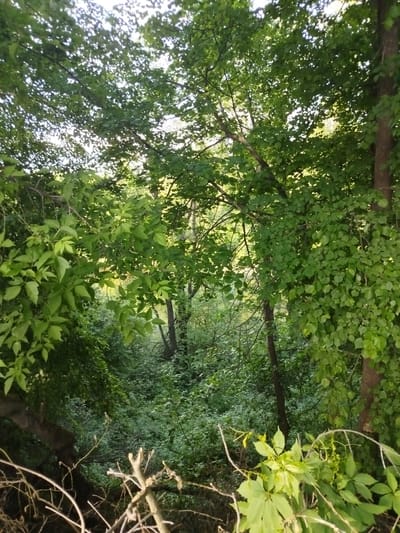 The image depicts a dense, green forested area. The foreground contains tangled branches and vibrant green foliage. The middle ground features a thicket of vegetation, primarily composed of various types of bushes and trees. The background shows hints of sunlight filtering through the dense canopy. The location of the image is Мамонтово, Russia.