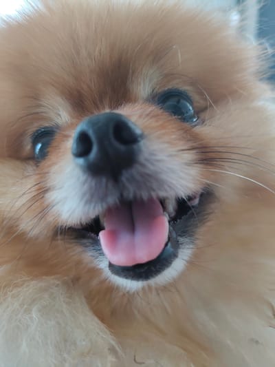 A close-up, head-on, eye-level, medium shot captures the face of a Pomeranian dog. The dog's snout is dark, and its mouth is open, revealing a pink tongue and white teeth. Its eyes are dark and appear to be reflecting light. The dog's fur is light brown and fluffy. The background is blurred and appears to be a light color, possibly an indoor setting. This image was taken in Trudovoye, Russia.