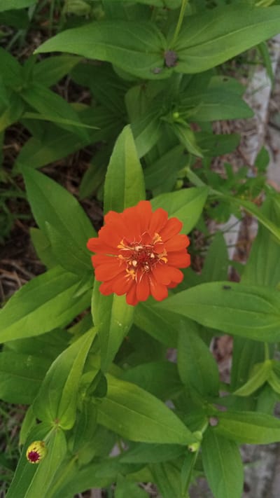 An orange Zinnia flower is prominently centered and surrounded by green foliage. The background consists of more leaves and indistinct ground or plants, suggesting a garden setting. The photo appears to have been taken in Blangtingkeum, Indonesia.