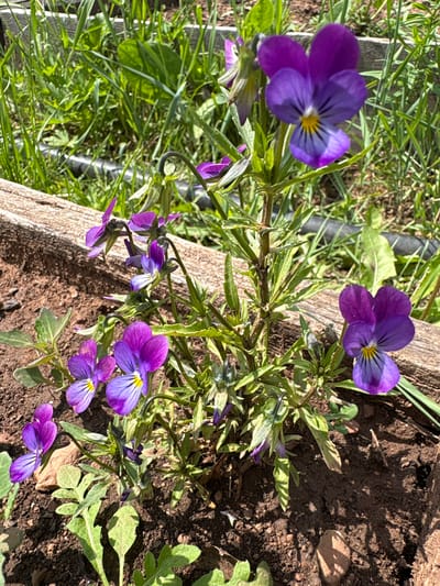 A close-up, eye-level shot shows a cluster of vibrant purple violas with yellow centers blooming in dark soil. The flowers are in various stages of bloom, with some petals fully open and others still forming. Lush green grass and vegetation are visible in the background, along with a rough wooden border. A black hose snakes through the grass. The scene is bathed in bright sunlight, casting shadows on the soil and highlighting the delicate details of the flowers. The location is a garden bed in Bratsk, Russia.
