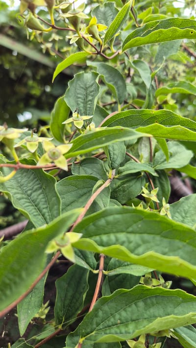 The image shows a close-up view of a plant with green leaves and small, pale green, star-shaped flowers. The plant appears to be growing outdoors in a natural setting. There are thin, reddish-brown stems and some spiderwebs are visible in the background. The leaves are ovate with serrated edges and prominent veins. The flowers have four petals and are clustered on the stems. The background is blurred, but suggests a leafy environment with hints of other plants and possibly a wooden structure. This scene is located in Doirentsi, Bulgaria.