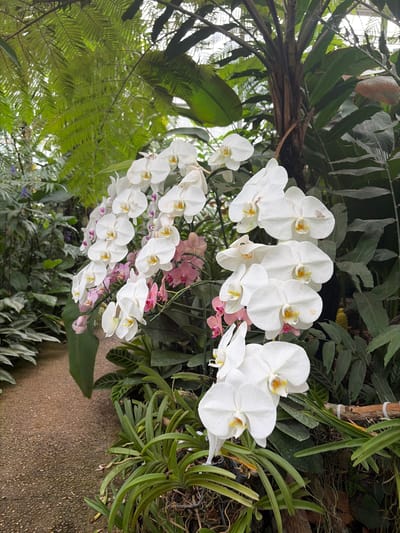 A cluster of white and pink orchids are in full bloom, with several sprays of white orchids cascading down and to the right. Behind the orchids, various green foliage and a thick tree trunk are visible. The foreground shows a cobblestone path to the left and more greenery with exposed roots to the right. The lighting suggests an indoor environment, possibly a greenhouse or botanical garden. The location is identified as Pong Yaeng, Thailand.