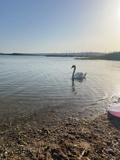 A white swan swims in the shallow water of a lake near a gravelly shore. The swan is positioned in the right-center of the frame, facing left. The water is calm, with gentle ripples emanating from the swan. The shore is composed of pebbles and sand, with some dry reeds and branches scattered on the ground. In the background, a line of sailboats with masts is visible along the horizon, indicating a harbor or marina. The sky is clear and light blue, with a soft glow suggesting late afternoon or early morning light. There are no people or specific landmarks that definitively place the image in Nonsard-Lamarche, France, though the scene depicts a typical lakeside recreational area.