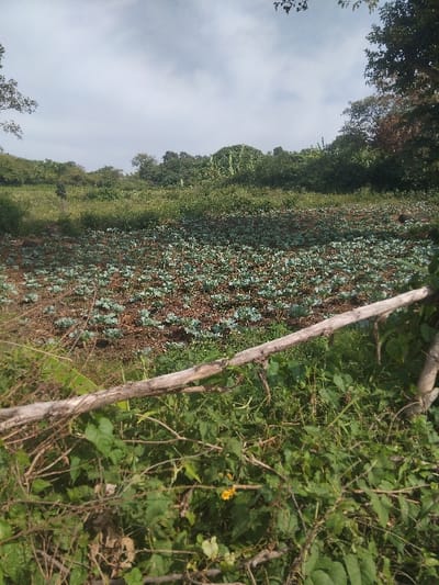 The image depicts an agricultural field located in West Uyoma ward, Kenya. In the immediate foreground, a roughly horizontal light-colored wooden pole, approximately 0.9 meters in length, is present, partially obscured by a dense layer of green foliage, including various broad-leafed plants and vines. A single yellow flower is visible within this foreground vegetation. Directly beyond, a cultivated field stretches across the midground, featuring numerous small, light-green plants, consistent with young crops, arranged on dark brown soil. An unidentifiable dark vertical silhouette is faintly visible in the distant left-midground, partially obscured by vegetation. The background consists of a rising landscape densely covered with trees and shrubs, displaying varying shades of green. The sky above is partly cloudy, with scattered white and grey clouds against a light blue expanse. No discernible human figures or interactions are prominently visible.