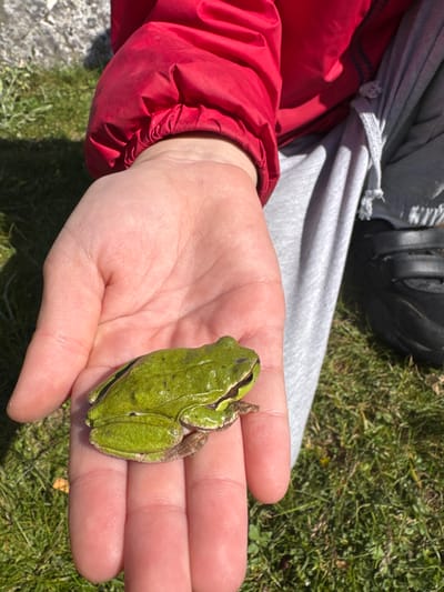 An individual holds a green frog in the palm of their right hand outdoors in Brskut, Montenegro. The frog is positioned on the hand so its dorsal side faces upwards. The person wears grey sweatpants, a red jacket, and black shoes. The background consists of a grassy area and a section of stone. The time of day appears to be daytime due to bright lighting conditions.