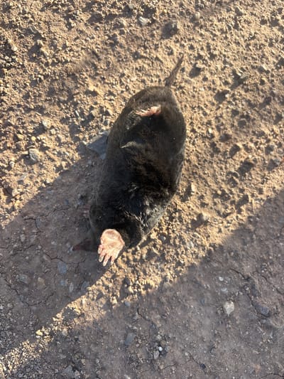 The image shows a mole on the ground in Prolesha, Bulgaria. The mole is black and furry with a long snout and prominent front claws. It is lying on its back with its feet in the air, possibly injured or dead. The ground is dry and dusty, with small pebbles and cracked earth. There are shadows cast on the ground, suggesting it is daytime. The overall impression is one of a still life, focusing on the details of the mole and its surroundings. No text is visible in the image.