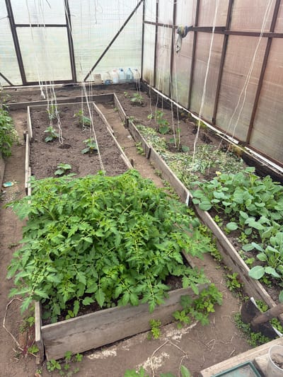 The image displays the interior of a greenhouse located in Valdgeym, Russia, showcasing various plants under cultivation. The greenhouse features a translucent, corrugated roof, likely made of polycarbonate, supported by a robust dark metal framework. White strings are strung across the structure, probably to support climbing plants or to trellis crops.

The scene is dominated by several raised garden beds constructed from wooden planks, filled with dark, cultivated soil. In the foreground and to the right, one bed is densely populated with healthy, vibrant green tomato plants. Adjacent to this, another bed contains a multitude of smaller, round-leaved plants, possibly young cabbage or broccoli seedlings. Further back, a less densely planted bed shows young cucumber plants, identifiable by their distinct leaves and developing tendrils, with white strings already in place for vertical growth. Small weeds are scattered both within the beds and along the pathways.

Along the left wall of the greenhouse, a row of large, clear plastic water bottles, filled with water, are lined up against the structure. Labels are visible on some of the bottles, but the text is illegible. A piece of multicolored cloth is tied around a vertical support beam. The ground between the raised beds is composed of packed earth. The lighting is bright and diffused, indicating daytime. No individuals are visible in the greenhouse.