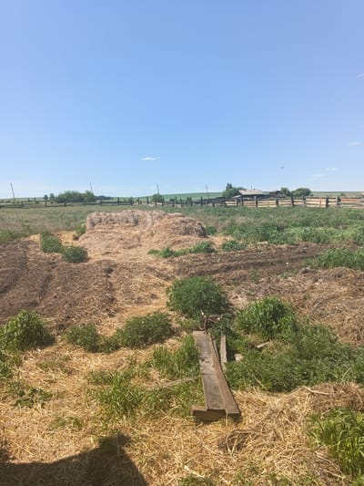 This is a medium-distance, eye-level shot of a rural scene in Kamenno-Angarsk, Russia. The sky is a clear, bright blue with a few wispy clouds. In the foreground, a pile of hay lies in a field dotted with patches of dry grass and small green plants. Further back, the field transitions to dark soil, with more hay and green vegetation. A wooden structure, possibly part of a fence or a small building, is visible in the distance, along with trees and a large wooden fence. The overall impression is one of an agricultural setting on a sunny day.