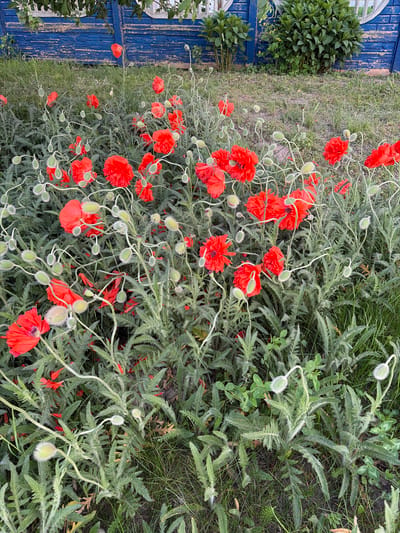 The image shows a ground-level view of a garden setting. Numerous red poppy flowers, in various stages of bloom, are interspersed with green foliage, including leaves and fuzzy seed pods. A distressed blue wooden fence runs along the left edge of the frame. Attached to the fence are two rounded bushes. The image is likely taken in the Козенскі сельскі Савет area of Belarus.