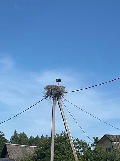 This media file captures a low-angle view of a large bird's nest constructed on top of a utility pole. The nest is made of twigs and straw, and a single bird, likely an adult, is perched on its edge, looking to the left. The scene is set against a clear blue sky with a few wispy clouds. Several wires extend from the pole, and in the background, the roofline of a building and dense green trees are visible, suggesting a rural or suburban setting. The image appears to have been taken during daylight hours on a clear day. The orientation of the image is rotated 90 degrees counter-clockwise. No text is visible in the image. The location context provided is Бабініцкі сельскі Савет, Belarus.