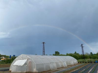 This image captures an agricultural landscape in Balgarchevo, Bulgaria, under a dramatic sky. The central subject is a long, white, translucent polytunnel or greenhouse, constructed with a rounded arch frame covered in plastic sheeting. One end of the greenhouse features a raised flap, likely for ventilation.

In the foreground, to the right of the greenhouse, are neatly arranged rows of young plants, possibly seedlings, growing in dark plastic mulch. Bare soil is visible between the mulched rows. A blue barrel and several black pots are also scattered near the end of the greenhouse on the right.

Two prominent metal utility poles or electricity pylons stand in the midground, supporting power lines that stretch across the scene. Beyond these, a dense line of green trees forms a natural barrier. In the far distance on the left, some buildings, including industrial-looking blue silos and residential structures, can be seen nestled among the hills.

The sky is heavily overcast with a mass of grey clouds, indicating recent or impending rain. Cutting across this cloudy expanse is a distinct, arching rainbow, a notable detail suggesting that sunlight has broken through the clouds, likely after a shower. The overall atmosphere is one of a post-rain agricultural setting. No people are visible, and there is no discernible text in the image.