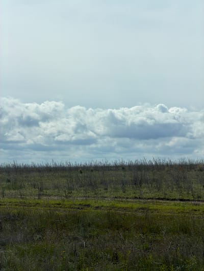The image shows a landscape scene, likely in a rural area. The sky, which takes up a significant portion of the left side, is filled with a mix of light blue and white clouds. On the right side of the image, there is a field of green and brown vegetation. In the middle of the image, there is a row of thin, bare trees or shrubs. The image has been rotated. No people, subjects, objects, actions, or interactions are present, and the image location is outside Ternovka, Russia.