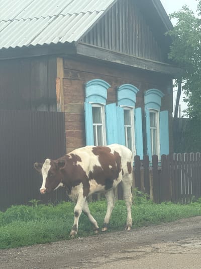 A brown and white cow walks on a gravelly dirt road next to a wooden house with blue-shuttered windows in Maksimovshchina, Russia. The cow is in the foreground, facing left, with its head lowered. The house is in the background, with a corrugated metal roof and wooden siding. A wooden fence runs along the property line. Green grass and foliage are visible on the side of the road. The sky is overcast.