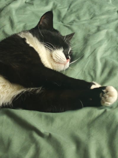 A black and white cat is sleeping curled up on a green textured surface, likely a blanket or bed. The cat is predominantly black with a white chest, belly, and paws. Its eyes are closed, and its pink nose is visible. The cat is positioned in the center of the frame, with its body taking up most of the image. The lighting is soft, and the focus is on the cat. The scene appears to be indoors, but no specific details about the location within Serp I Molot, Russia, can be determined from the image.