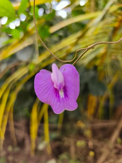 A single, heart-shaped purple flower, approximately 5-7 cm in width, is centered and in sharp focus. The flower exhibits a darker purple outer perimeter with lighter purple and white hues in its central structure. Subtle vein-like textures are visible on its petals. A slender, brown, twisting vine supports the flower, entering the frame from the top and arcing downwards behind the bloom. The background is a heavily blurred outdoor environment, consisting of green foliage at the top and left, and indistinct yellow-brown elongated shapes, possibly leaves or stalks, dominating the middle and bottom sections. Several small, dark specks are visible on the flower's petals. No individuals, overt actions, or interactions are depicted. The scene is located in Teumpokteungku, Indonesia.