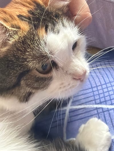 A close-up, eye-level shot captures a calico cat's face, with its fur featuring patches of white, orange, and black. The cat is lying down on a blue checkered surface, possibly a blanket or bedspread, in Колычёво, Russia. A human hand, gently resting on the cat's head, is partially visible in the upper right corner of the frame. The cat's eyes are partially closed, and its whiskers are spread wide. The lighting appears to be natural, suggesting an indoor setting during the daytime.