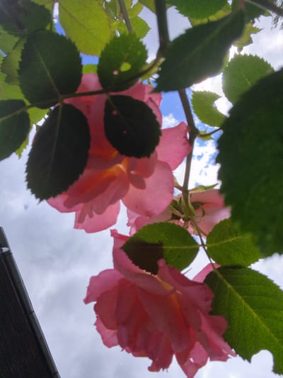 This is a low-angle, close-up, outdoor photograph of pink roses and green leaves against a partly cloudy sky. The image is taken from a perspective looking upwards through the foliage. Two distinct pink rose blooms are partially visible, with some petals appearing translucent due to the light. Dark green leaves with serrated edges are scattered throughout the frame, some obscuring parts of the flowers and the sky. Sunlight filters through the leaves, creating highlights and shadows. In the lower left corner of the image, a section of a dark, sloped roofline, possibly part of a building or gutter, is visible. The sky shows patches of blue interspersed with grey clouds. The overall impression is of a garden or natural setting. The location is identified as Ļūbaste 0001, Latvia.