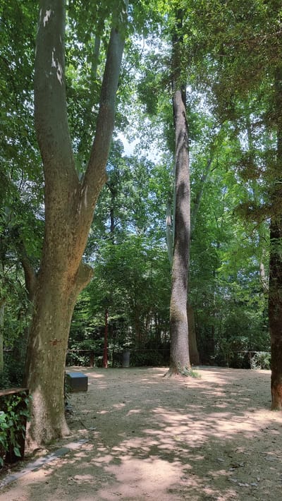 This is a vertical, eye-level, outdoor photograph of a wooded area in Olot, Spain. In the foreground, a large tree with a textured, light-colored trunk splits into two main branches, dominating the left side of the frame. To the right of this tree, a sandy path leads into the scene, with dappled sunlight casting leaf shadows across it. Another large tree with a darker, rougher trunk stands further back on the right. Beyond the path, dense green foliage forms a wall of trees and bushes. A dark, rectangular bench or planter box sits near the base of the large tree on the left. In the middle ground, a red post and a grey trash can are visible. The overall impression is a tranquil, shaded park or garden setting.