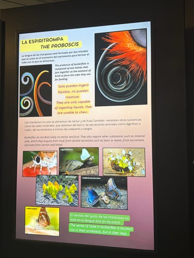 The image is a photograph of an informational display, likely from a museum or educational exhibit. The display focuses on the proboscis of butterflies, with text in both Spanish and English. The top section features a large, colorful image of a coiled proboscis and a close-up of a butterfly's eye. Below this, text explains that the proboscis is formed by two halves that join to create a tube for feeding, and that butterflies can only ingest liquids, not chew. The lower section of the display includes smaller images illustrating various feeding sources for butterflies: blood, tears, mud, dung, carrion, and sweat. The overall presentation is educational and visually engaging, with clear text and relevant imagery. There is no information visible in the image that suggests a location in Icod De Los Vinos, Spain.