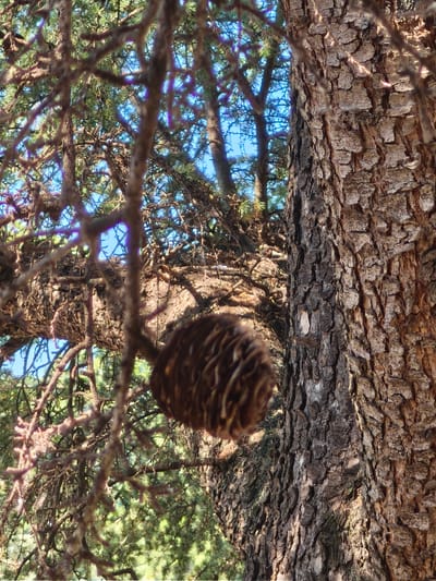 The image is a close-up, low-angle shot looking up into the branches of a tree with a prominent pinecone. The tree's bark is rough and textured, with deep fissures. The pinecone, hanging from a branch in the foreground, is elongated and covered in scales, appearing brown and somewhat fuzzy. Surrounding the pinecone, the tree's branches are a network of brown twigs and needles, some appearing bare and others covered in lush green foliage.

Through the branches, the sky is visible, a clear, bright blue, suggesting a sunny day. The light filtering through the leaves and branches creates a dappled effect, with some areas in shadow and others brightly illuminated. The overall impression is one of being immersed in the natural environment of a forest or park, with the focus on the intricate details of the tree and its pinecone. There are no people or visible text in the image. The location context provided is Passignano sul Trasimeno, Italy, which is a lakeside town known for its natural beauty and historical sites, fitting for a scene of a tree in an outdoor setting.