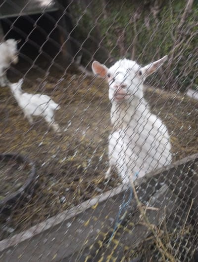 A white goat stands behind a wire fence, looking towards the camera. The goat has pointed ears and is looking slightly upwards. Its mouth is open, revealing its teeth. The goat is in an enclosure with dry grass and straw on the ground. The background is blurred, showing trees and foliage. The image appears to have been taken in an outdoor setting. No specific location in the city of Bilany, Ukraine is identifiable from the image.