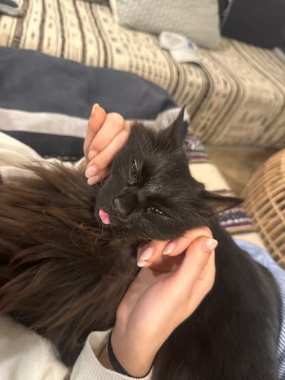 A black, long-haired cat is being petted. The cat has its tongue sticking out slightly. Two hands with manicured nails are holding the cat's head. The cat is lying on someone's lap. The person is wearing a white sweater. In the background is a striped blanket and a woven basket. There is no verifiable information to place the image location in the city of Lourmarin, France.