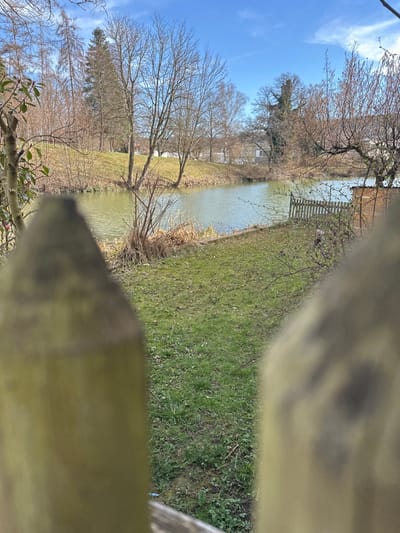 The image, captured in Weißenburg in Bayern, Germany, presents a daytime outdoor landscape viewed through a gap in a wooden fence. The immediate foreground is dominated by two out-of-focus, light-toned wooden fence posts, vertically framing the central scene.
Beyond the fence, a patch of green grass, interspersed with brown organic debris, leads to a placid body of greenish-brown water. The near bank of the water features a short, light-colored picket fence on the right, adjacent to a small, rustic wooden shed or structure.
The far bank consists of a gently ascending, brown-grassed slope populated by numerous leafless deciduous trees and a few evergreen trees towards the left side. In the distant background, partially visible through the tree canopy, are several light-colored residential buildings with dark roofs.
The sky is clear blue with sparse, faint white clouds, indicative of a bright day. No individuals or specific animal species are discernible. The environment suggests late winter or early spring conditions.