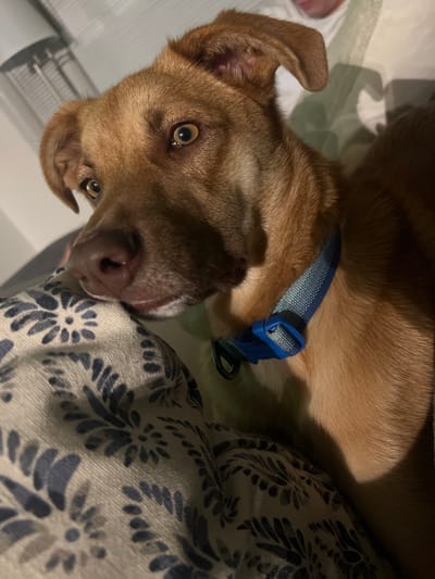 The image shows a close-up of a medium-sized dog with light brown fur and a blue collar. The dog is lying on a patterned blanket and looking towards the camera with its head slightly tilted. The background is blurred, but appears to be an indoor setting with a person partially visible in the upper right corner. The dog's fur has variations in shade, with some areas appearing lighter and others darker due to the lighting. The blanket has a repeating floral pattern in dark blue and white. The overall impression is that of a pet relaxing in a home environment. There is no indication of a specific location within the city of Jackson, United States of America.